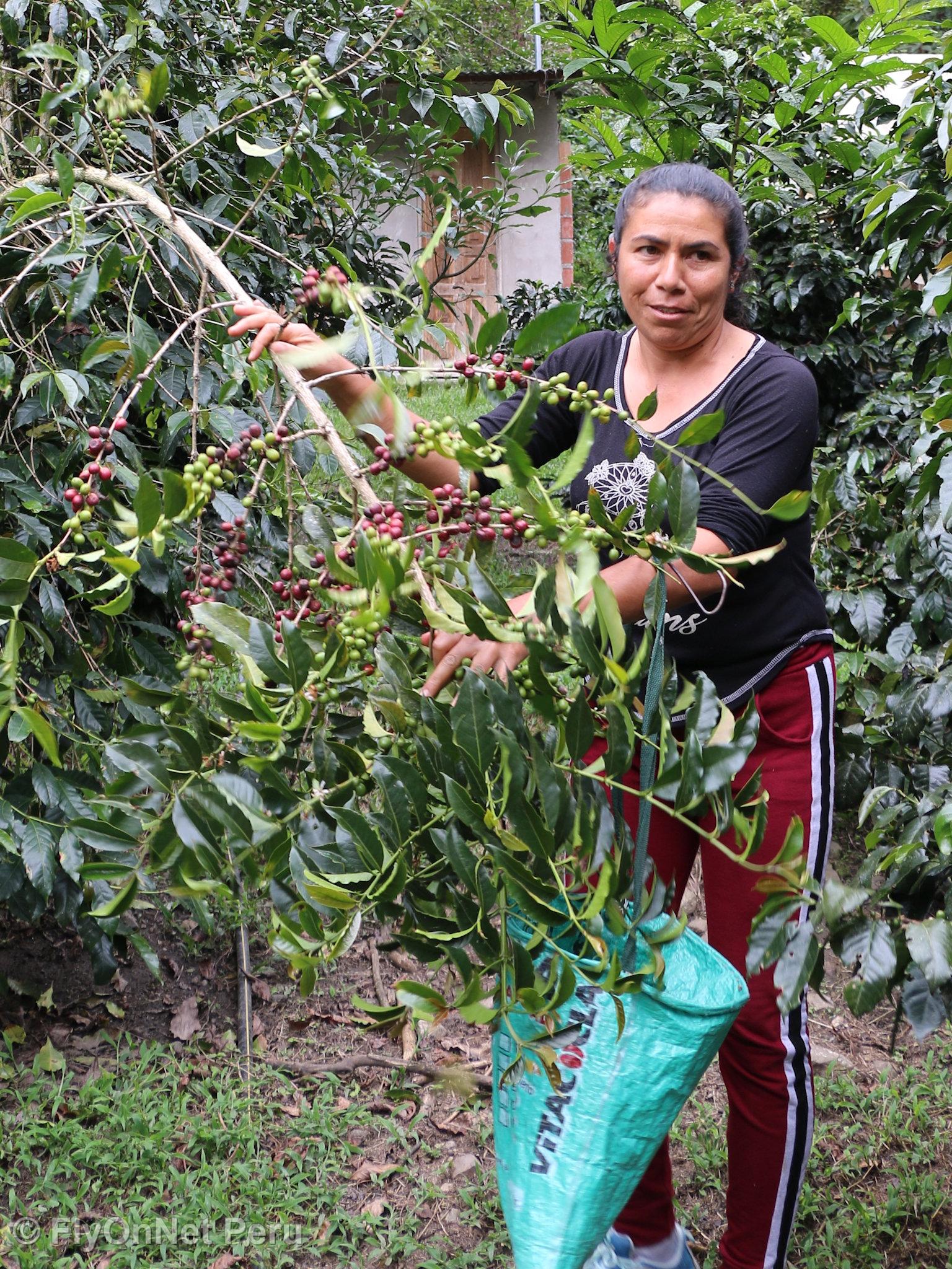 Fotóalbum: Visit to the coffee plantation