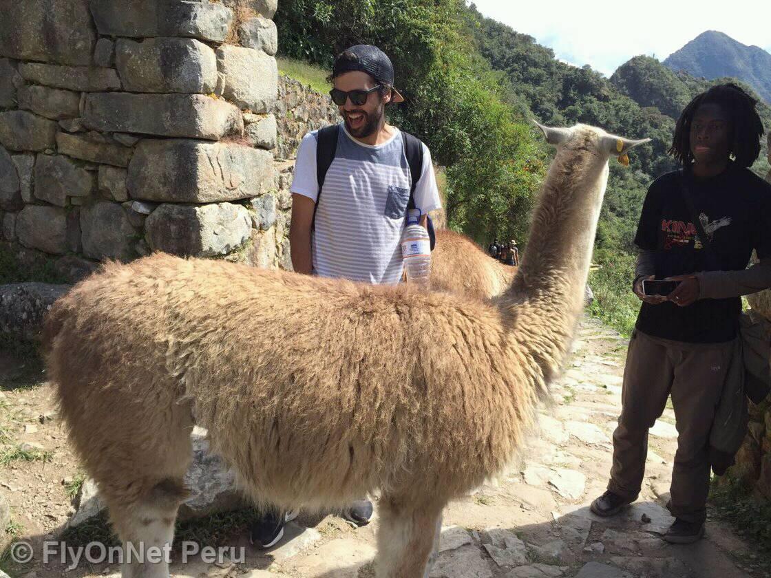 Fotóalbum: Llama in Machu Picchu