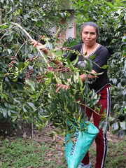 Visit to the coffee plantation