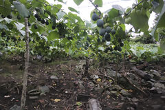 Visit to the coffee plantation